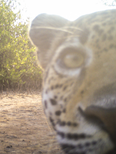Jaguares-3-Web