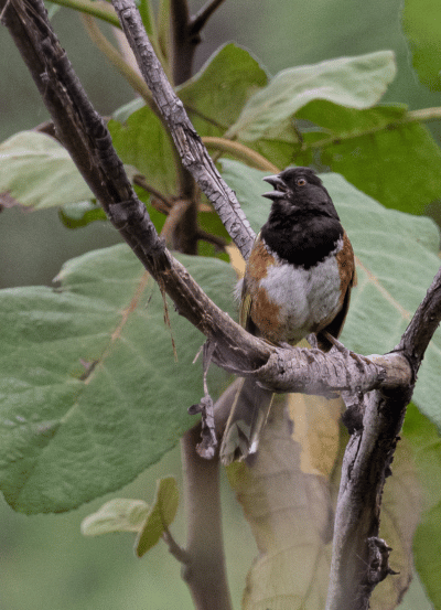 monitoreo de aves